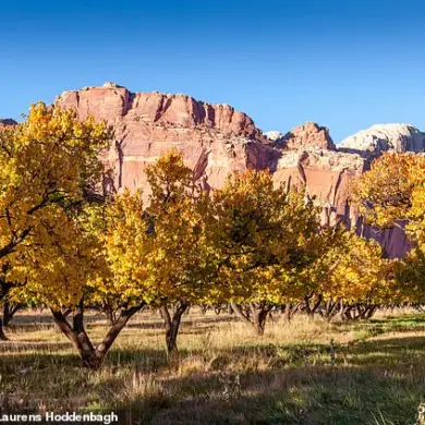 Heartbreaking Orchard Failure at Capitol Reef National Park: Historic Fruit Trees Yield No Harvest This Year