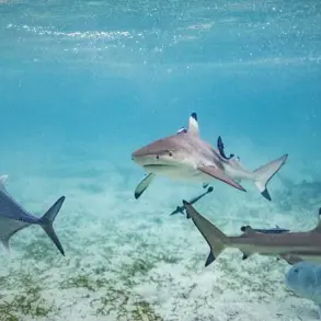 Miraculous Survival: Eight-Year-Old Boy Rescued by Sister After Shark Attack in Key Largo