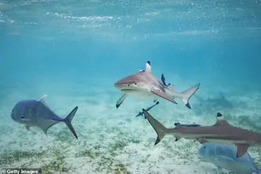 Miraculous Survival: Eight-Year-Old Boy Rescued by Sister After Shark Attack in Key Largo