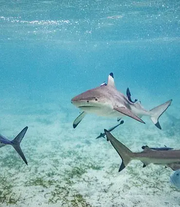 Miraculous Survival: Eight-Year-Old Boy Rescued by Sister After Shark Attack in Key Largo